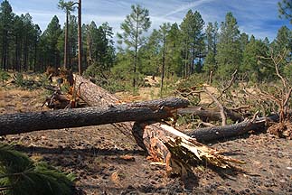 Mogollon Rim, November 4, 2010